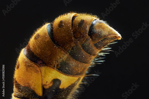 Wasp abdomen close-up on a dark background