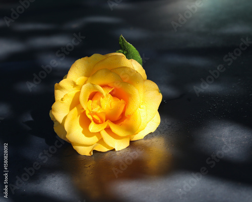 yellow rose on black