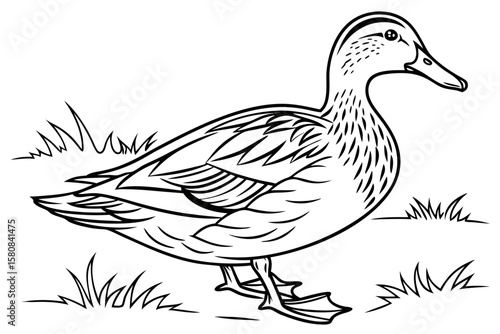 coloring page line art the duck black vector