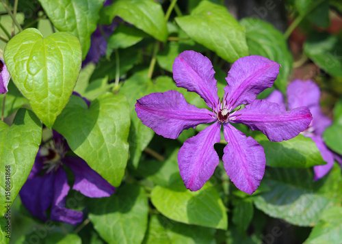 purple flowers in the garden
