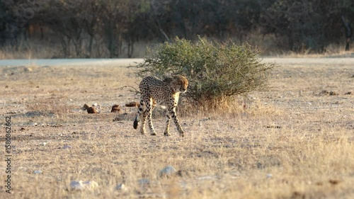  A male cheetah walking in golden light
