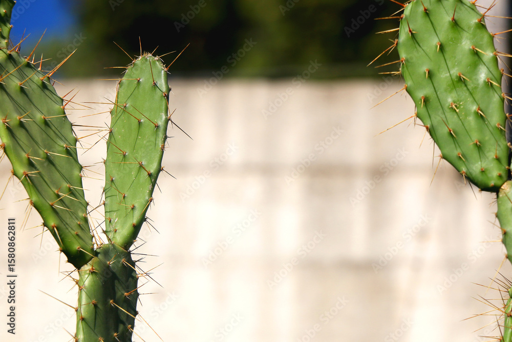 Naklejka premium Colorful plants in a Mediterranean garden. Selective focus.