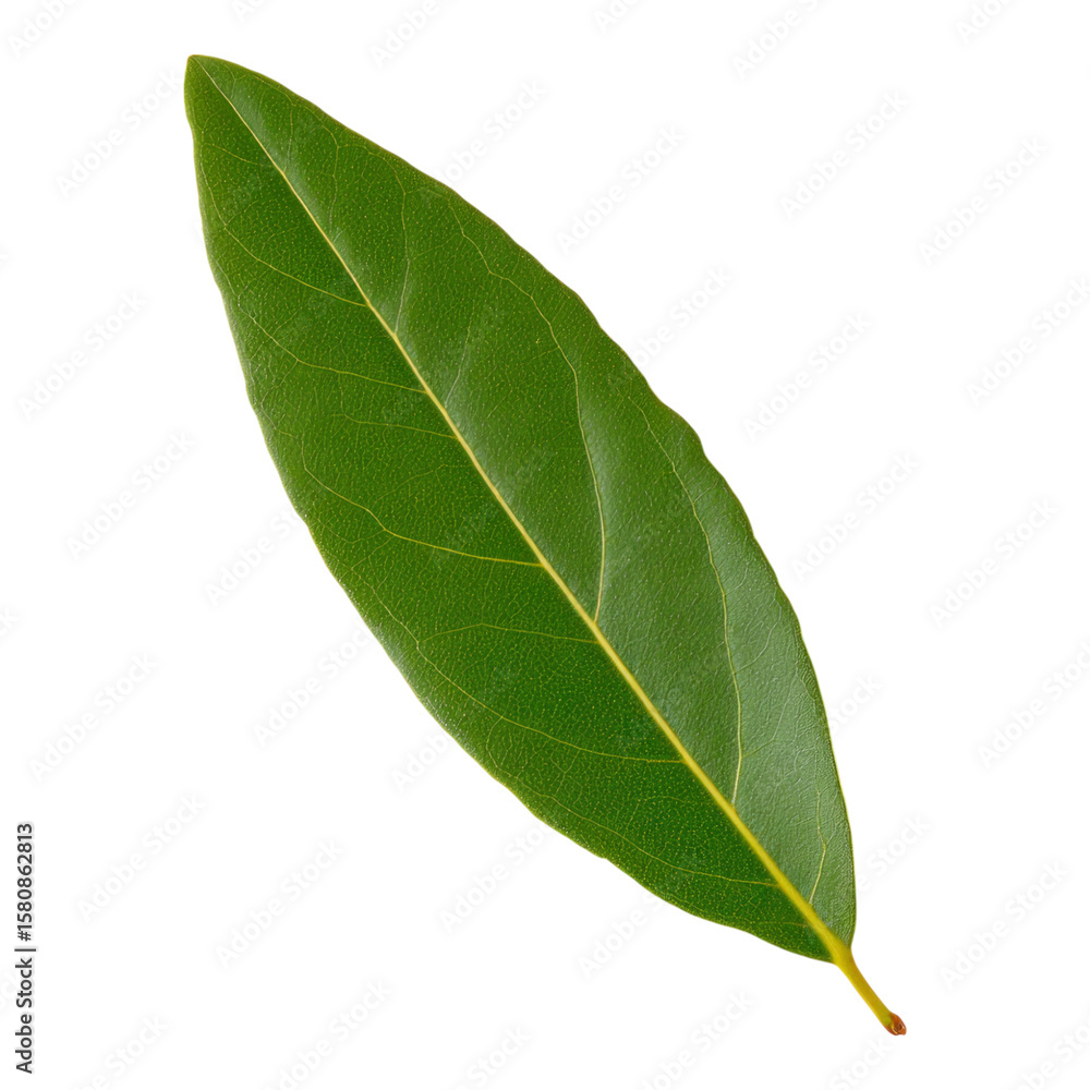 Obraz premium Isolated Leaf on Transparent Background for Use