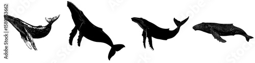 This image depicts the silhouette of a humpback whale, known scientifically as Megaptera novaeangliae, featuring prominent fins and a tail in a modern clipart style