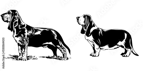 This image depicts the profile of a bloodhound, a breed also referred to as a scent hound or tracking dog, presented in a modern black clipart illustration style