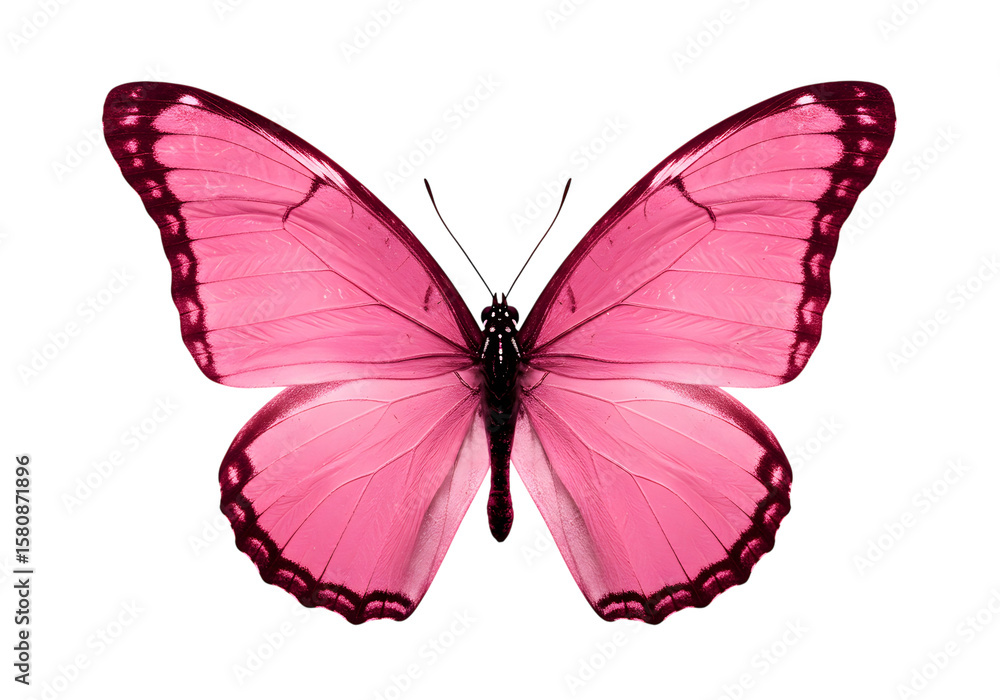 Obraz premium A pink butterfly with symmetrical wings isolated on transparent background