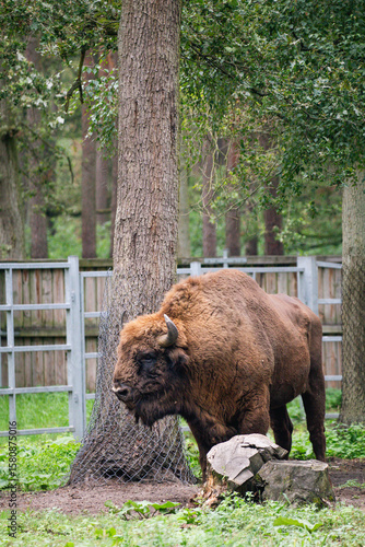 Bison in Forest – Symbol of Biodiversity and Ecosystem Restoration in The Forest Culture Centre in Goluchow, Poland 