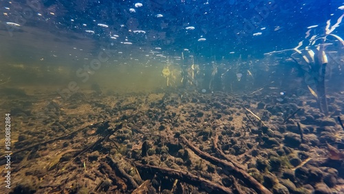 shallow river Buher, viviparus and ramshorn valve snail shell, marsh plant submerged, surface reflection underwater, crystal clear water, organic particle silt dirty riverbed, town Lityn in Podillya