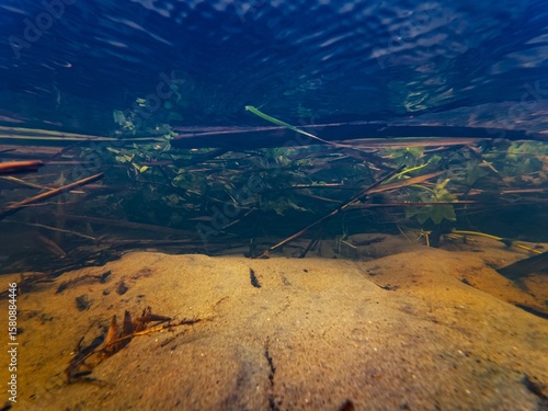 shallow creek Buher in Lityn, Berula erecta marsh plant submersed, leaf litter in fast flow, low visibility organic particle pollution water, sandy riverbed, surface wave reflection, underwater beauty