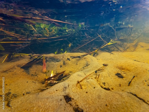 underwater water source of fast flow shallow creek Buher in Lityn, Berula erecta marsh plant submersed, low visibility organic particle, leaf litter pollution, sandy riverbed, surface wave reflection