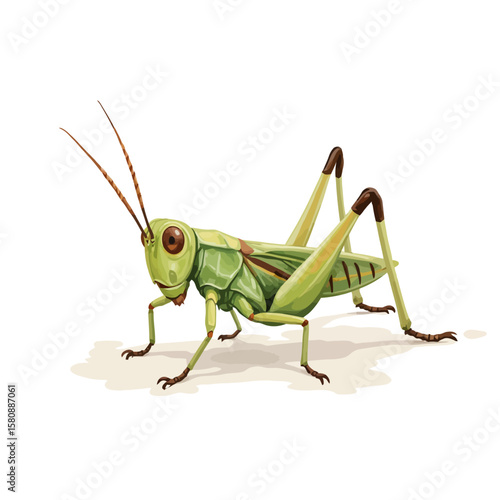 Green grasshopper in a realistic style on white background  