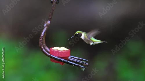 A male Ruby-throated hummingbird dodges raindrops during a heavy rain in Windsor in Upstate NY.  Red and yellow button feeder on rusted garden fork feeder in our yard.