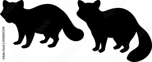 Raccoon vector, Vector of Raccoon, A set of Raccoon animal art designs, Raccoon icon isolated
