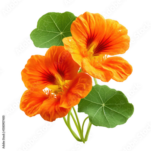 Wallpaper Mural Vibrant orange nasturtium flowers with green leaves isolated on transparent background Torontodigital.ca