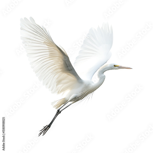 White egret gracefully flying high quality realistic image