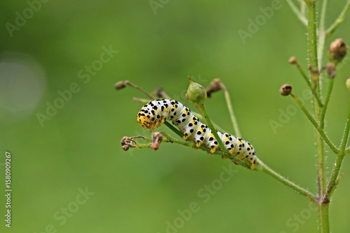 Raupe des Braunwurz-Mönchs (Shargacucullia scrophulariae)
an Knotiger Braunwurz (Scrophularia nodosa)