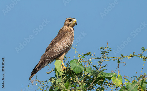 White-eyed Buzzard, a Juveniles bird with a buffy head and brown iris.