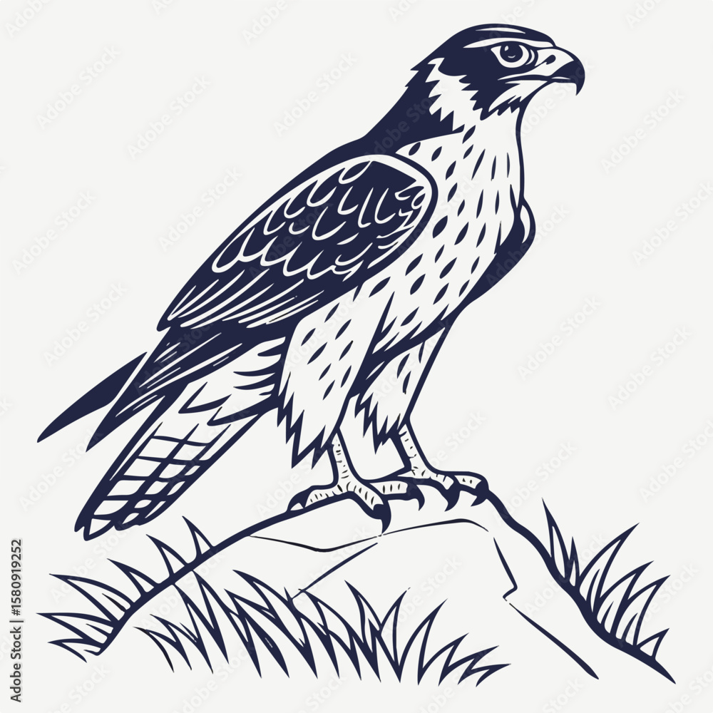 Fototapeta premium Realistic hawk artwork showing the bird of prey in a calm, observing position with elegant feather texture.