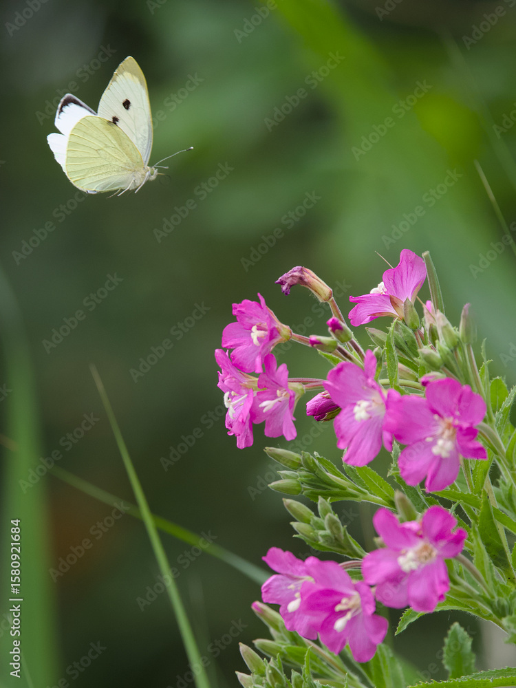 Naklejka premium Butterflying landing on a flower