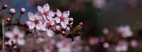 Beautiful close-up capture of pink cherry blossoms on a branch with soft natu...