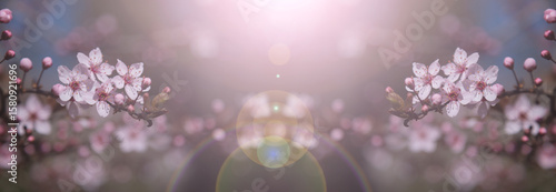 Delicate pink cherry blossoms in full bloom, bathed in soft spring sunlight, ...