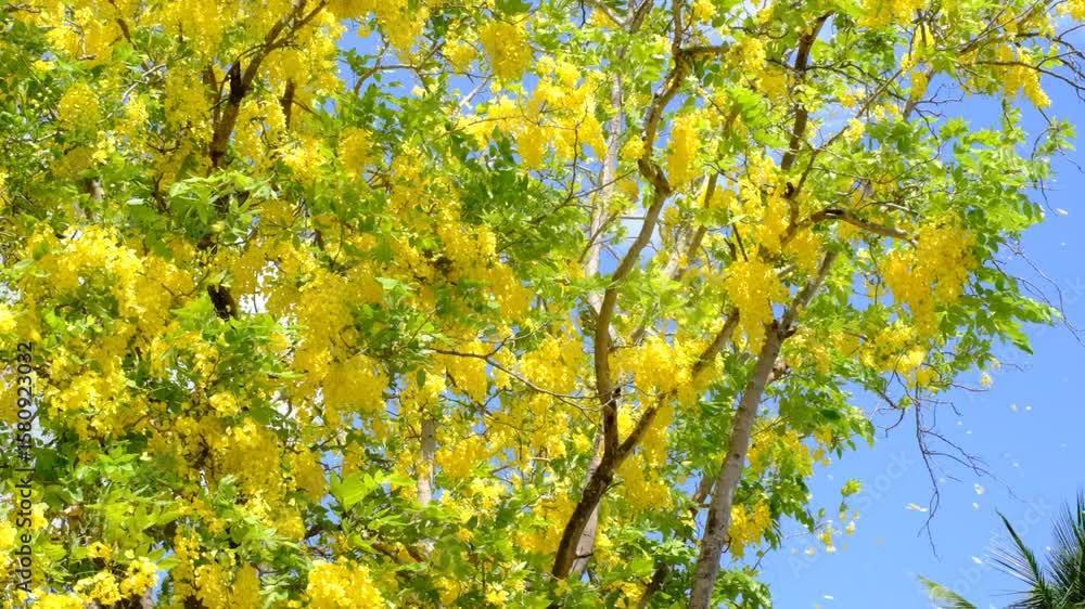 A tree with yellow flowers is in full bloom. The sky is blue and clear. The tree is surrounded by a field of green grass A tree with yellow flowers is in full bloom. The sky is blue and clear. The tree is surrounded by a field of green grass