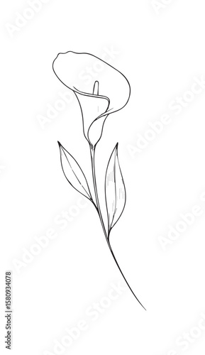 Elegant calla lily bloom with delicate leaves flower petal