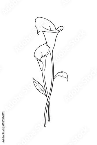 Two elegant calla lilies with leaves calla lily flower