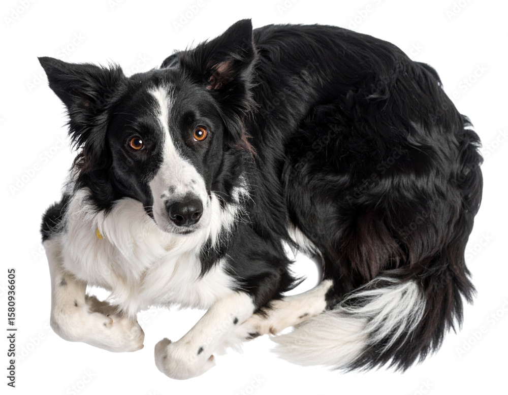 Fototapeta premium Top View of Border Collie Lying in Relaxed Pose, isolated on a transparent background.