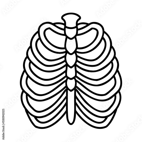 Outline a human rib cage anatomical structure on a ribcage ribs