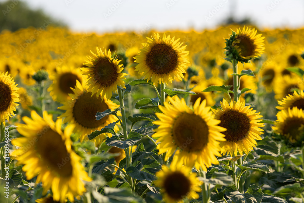 Fototapeta premium Flowering sunflowers in a field in Bulgaria 