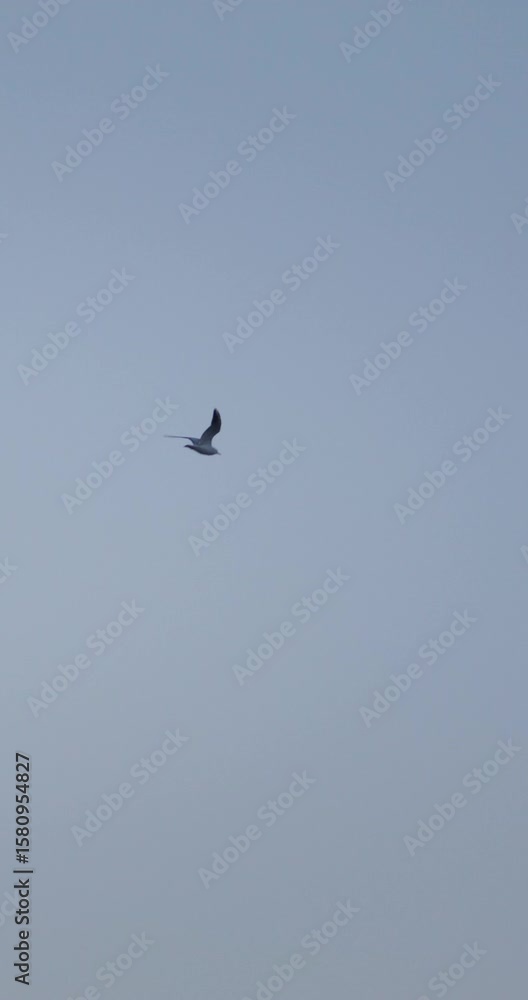 Seagulls fly in a cloudless sky in the evening, close-up Seagulls fly in a cloudless sky in the evening, close-up