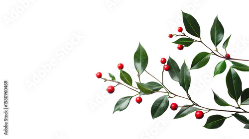 Wallpaper Mural A branch with red berries and green leaves isolated on transparent background Torontodigital.ca
