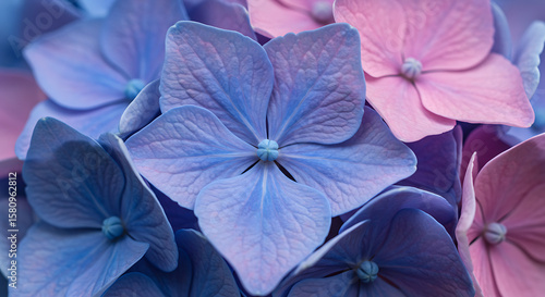 Colorful Hydrangea Petals Background Texture