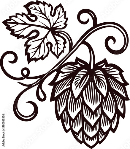 Hand drawn vintage hop cone with leaf and ornate swirl botanical black and white engraved illustration