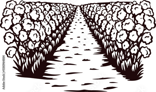 Hand drawn cotton field rows illustration vintage engraved botanical farm landscape