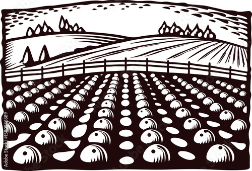 Illustration of a cultivated potato field with rolling hills and fence in vintage woodcut