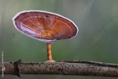 Mushroom plants from the tropical forests of Kalimantan