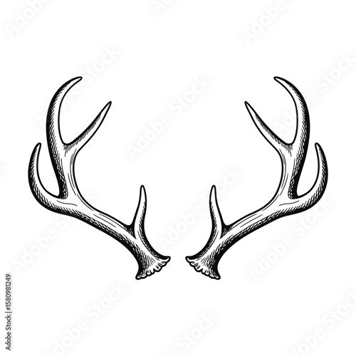 Hand drawn deer antlers illustration on a white background
