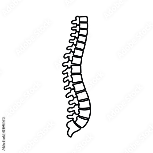 Spine Illustration Human Vertebral Column Anatomy Medical Diagram Back Pain Concept