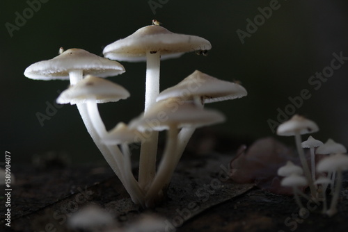 Mushroom plants from the tropical forests of Kalimantan
