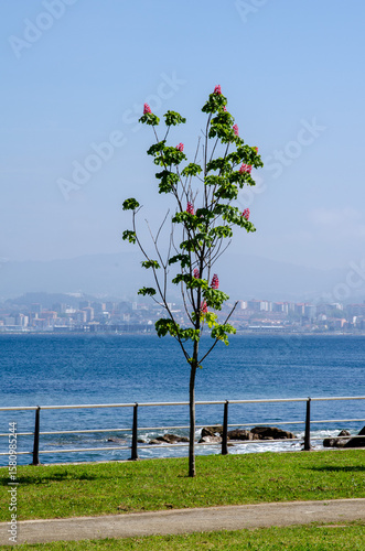 A single young tree with pink flowers stands on a grassy path by the seaside promenade, with a panoramic cityscape visible across the water, conveying tranquility and urban nature.