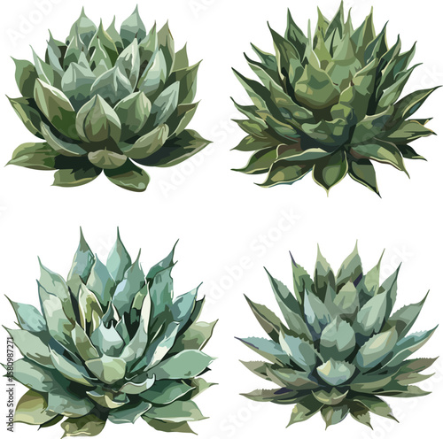 set of agave attenuata in color style, set of leaves