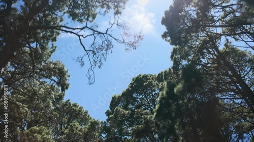 Circulando por el bosque 1