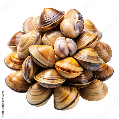 Fresh Manila Clams: A Culinary Delight