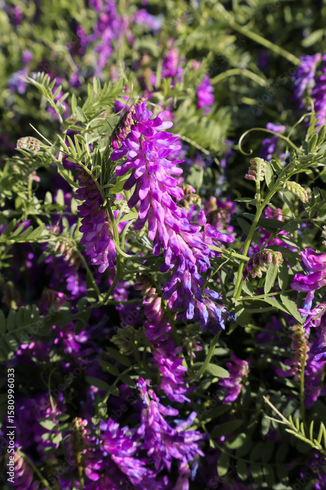 Obraz premium purple flowers in the garden