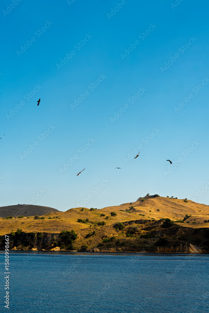 Obraz premium Flock of birds flying above golden coastal hills and deep blue sea in Labuan Bajo with clear sky