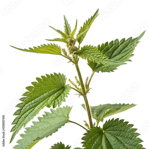 A single stinging nettle plant with serrated leaves that can cause a rash isolated on a transparent background png