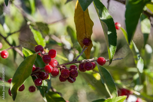 Homemade sea buckthorn berries (lat.Shepherdia argentea). Silver sheffardia berries, or Buffalo berries (Latin. Shepherdia argentea), ripen under the autumn sun. Red sea buckthorn berries close-up. 