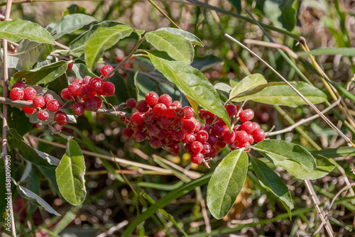 Homemade sea buckthorn berries (lat.Shepherdia argentea). Red sea buckthorn berries close-up. Silver sheffardia berries, or Buffalo berries (Latin. Shepherdia argentea), ripen under the autumn sun.